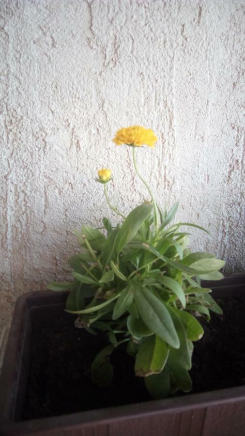 Apartment Butterfly Split - For Rest And Relaxation Εξωτερικό φωτογραφία